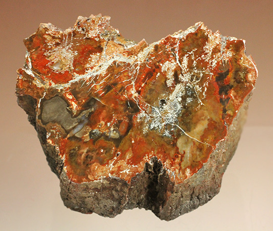 ダブル面ポリッシュで両面展示可能です。深いブラウン色を有する、三畳紀の木化石、珪化木（ケイカボク）/中生代三畳紀（2億5100万 -- 1億9500万年前）【ot799】