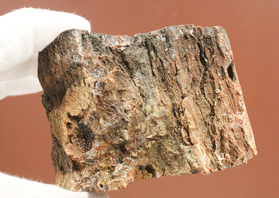 ダブル面ポリッシュで両面展示可能です。深いブラウン色を有する、三畳紀の木化石、珪化木（ケイカボク）（その11）