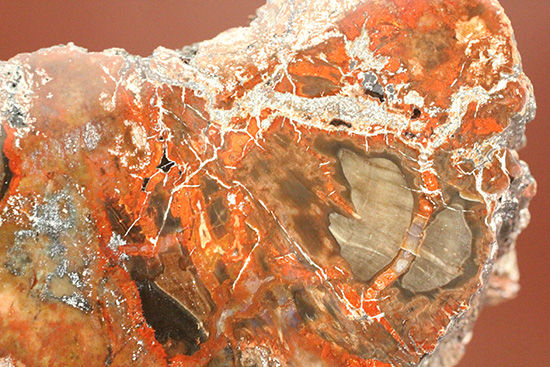ダブル面ポリッシュで両面展示可能です。深いブラウン色を有する、三畳紀の木化石、珪化木（ケイカボク）（その12）