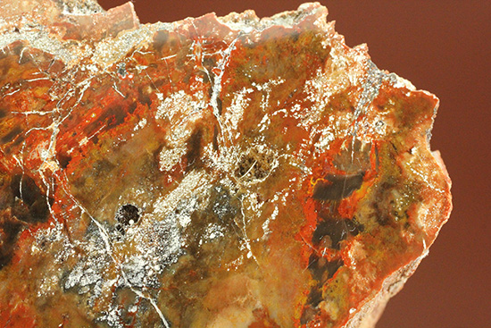 ダブル面ポリッシュで両面展示可能です。深いブラウン色を有する、三畳紀の木化石、珪化木（ケイカボク）（その4）