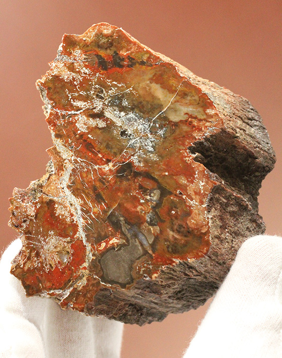 ダブル面ポリッシュで両面展示可能です。深いブラウン色を有する、三畳紀の木化石、珪化木（ケイカボク）（その5）