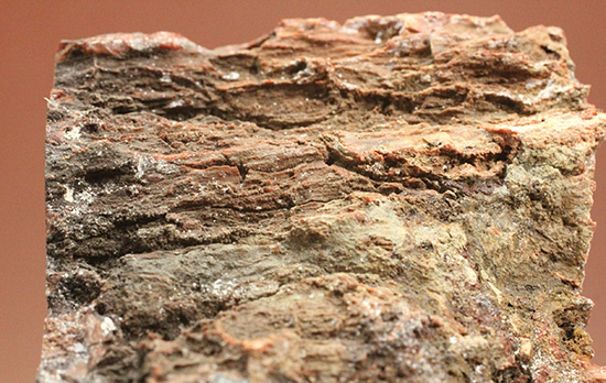 ダブル面ポリッシュで両面展示可能です。深いブラウン色を有する、三畳紀の木化石、珪化木（ケイカボク）（その6）