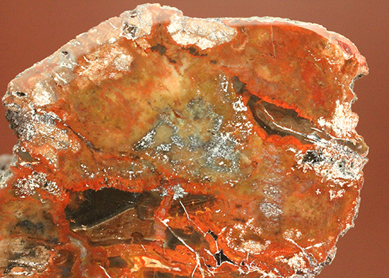 ダブル面ポリッシュで両面展示可能です。深いブラウン色を有する、三畳紀の木化石、珪化木（ケイカボク）（その7）