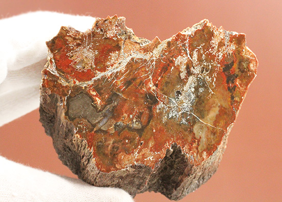 ダブル面ポリッシュで両面展示可能です。深いブラウン色を有する、三畳紀の木化石、珪化木（ケイカボク）（その8）