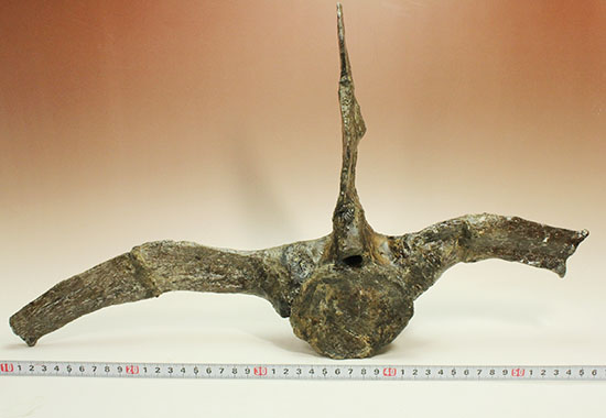 左右に伸びる長い長いアバラ骨が保存されたエラスモサウルスの脊椎骨化石のオンリーワン標本（その10）