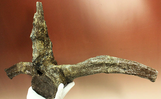 左右に伸びる長い長いアバラ骨が保存されたエラスモサウルスの脊椎骨化石のオンリーワン標本（その11）
