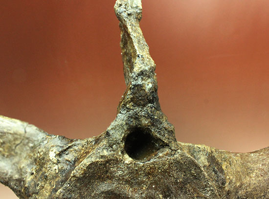 左右に伸びる長い長いアバラ骨が保存されたエラスモサウルスの脊椎骨化石のオンリーワン標本（その17）