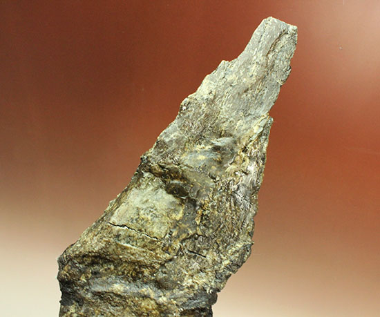 左右に伸びる長い長いアバラ骨が保存されたエラスモサウルスの脊椎骨化石のオンリーワン標本（その19）