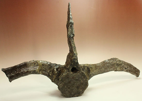 左右に伸びる長い長いアバラ骨が保存されたエラスモサウルスの脊椎骨化石のオンリーワン標本（その2）
