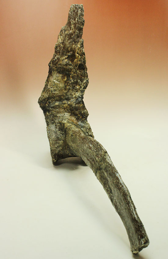 左右に伸びる長い長いアバラ骨が保存されたエラスモサウルスの脊椎骨化石のオンリーワン標本（その3）