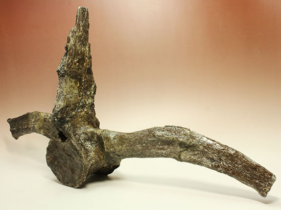 左右に伸びる長い長いアバラ骨が保存されたエラスモサウルスの脊椎骨化石のオンリーワン標本（その4）