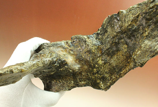 左右に伸びる長い長いアバラ骨が保存されたエラスモサウルスの脊椎骨化石のオンリーワン標本（その6）