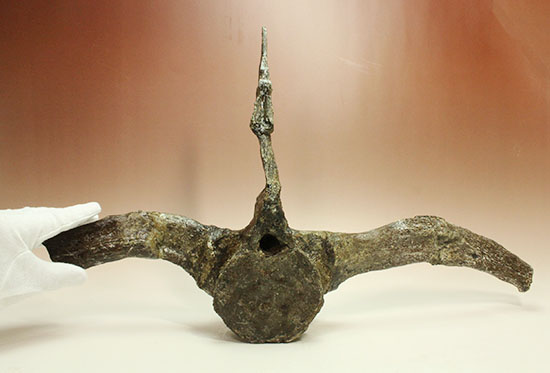 左右に伸びる長い長いアバラ骨が保存されたエラスモサウルスの脊椎骨化石のオンリーワン標本（その7）