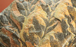 徳島県勝浦郡産。鮮明なシダ模様が見られる、白亜紀植物化石クラドフレビス