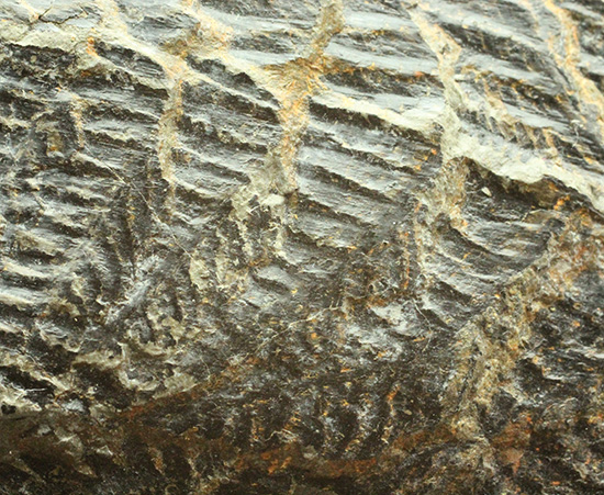 高知県産。白亜紀の良質シダ類化石、クラドフレビス/中生代白亜紀（1億3500万 -- 6500万年前）【ot808】