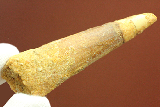 肉食恐竜スピノサウルスの歯化石(Spinosaurus)(その12)