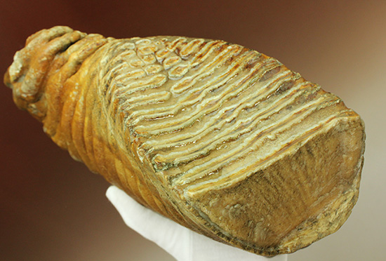 絶品！非の打ち所のない保存状態！ウーリーマンモスの臼歯の化石/新生代第四紀（260万年前 -- 現在）【ot810】