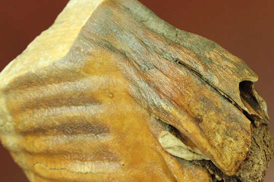 絶品！非の打ち所のない保存状態！ウーリーマンモスの臼歯の化石（その12）