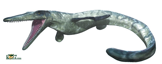 丸み、厚みを帯びた、エクセレントな色を保持したモササウルス歯化石(Mosasaurus)(その2)