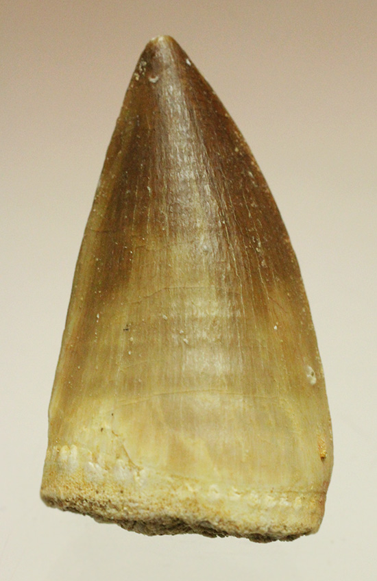 丸み、厚みを帯びた、エクセレントな色を保持したモササウルス歯化石(Mosasaurus)(その3)