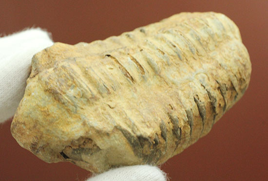 厚みがあります。初期の三葉虫、オルドビス紀カリメネ種ビッグ標本/古生代オルドビス紀（5億500万 -- 4億4600万年前）【tr488】