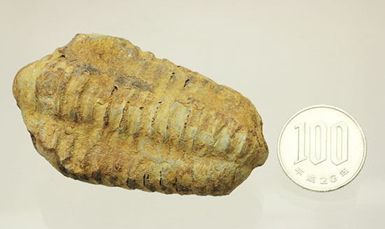 厚みがあります。初期の三葉虫、オルドビス紀カリメネ種ビッグ標本（その10）