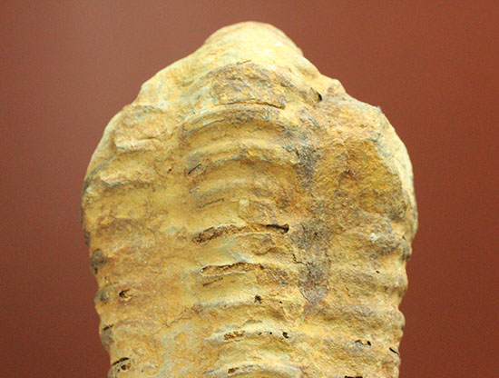 厚みがあります。初期の三葉虫、オルドビス紀カリメネ種ビッグ標本（その2）