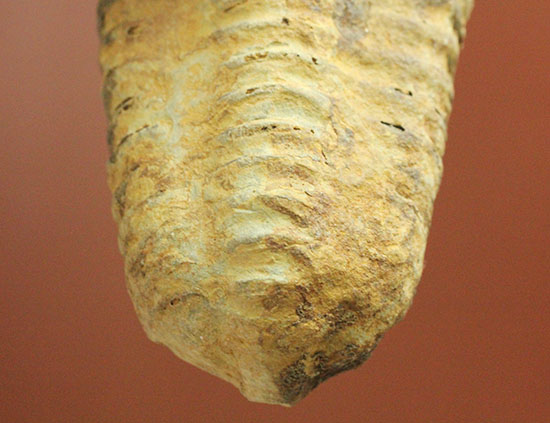 厚みがあります。初期の三葉虫、オルドビス紀カリメネ種ビッグ標本（その3）