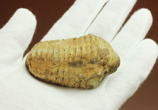 厚みがあります。初期の三葉虫、オルドビス紀カリメネ種ビッグ標本（その4）