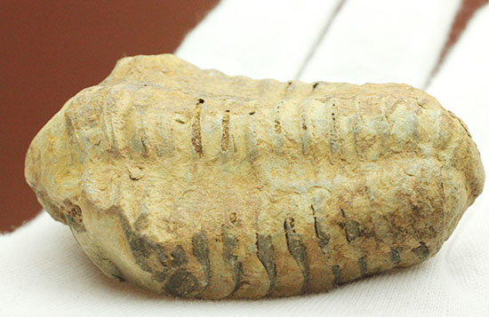 厚みがあります。初期の三葉虫、オルドビス紀カリメネ種ビッグ標本（その7）