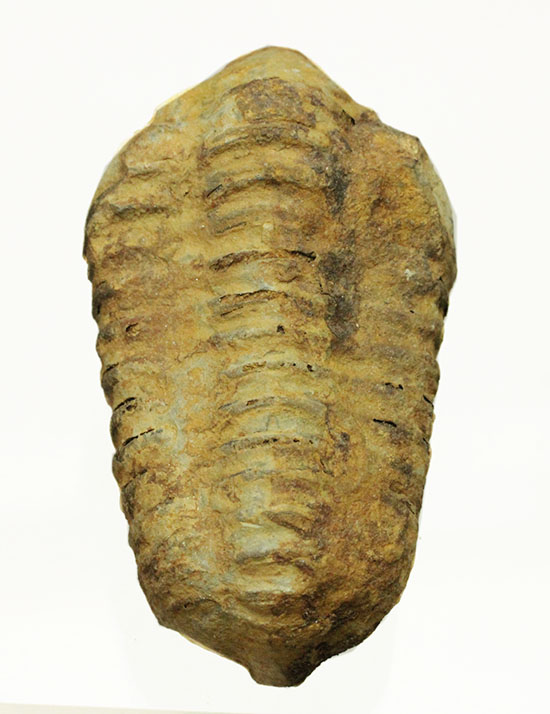厚みがあります。初期の三葉虫、オルドビス紀カリメネ種ビッグ標本（その8）