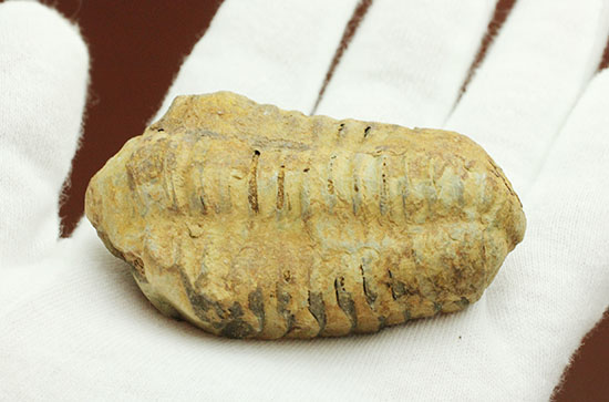 厚みがあります。初期の三葉虫、オルドビス紀カリメネ種ビッグ標本（その9）