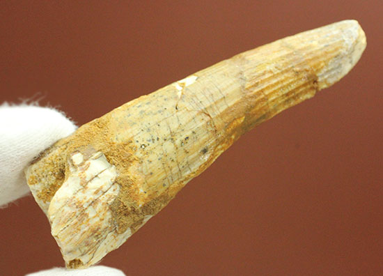 縦筋模様の特徴を良くとらえた、肉食恐竜スピノサウルスの歯化石(Spinosaurus)(その10)