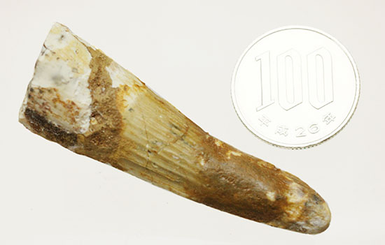 縦筋模様の特徴を良くとらえた、肉食恐竜スピノサウルスの歯化石(Spinosaurus)(その13)