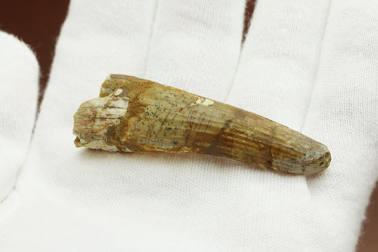 縦筋模様の特徴を良くとらえた、肉食恐竜スピノサウルスの歯化石(Spinosaurus)(その4)
