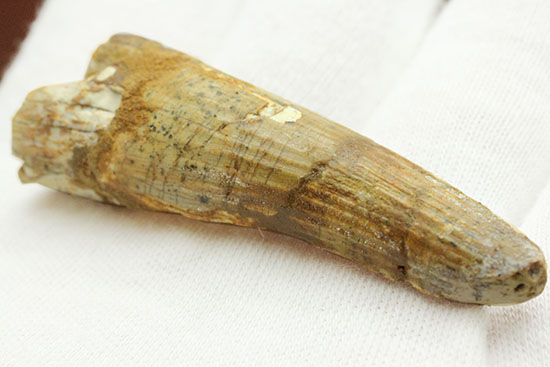 縦筋模様の特徴を良くとらえた、肉食恐竜スピノサウルスの歯化石(Spinosaurus)(その5)