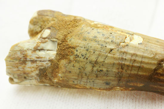 縦筋模様の特徴を良くとらえた、肉食恐竜スピノサウルスの歯化石(Spinosaurus)(その6)