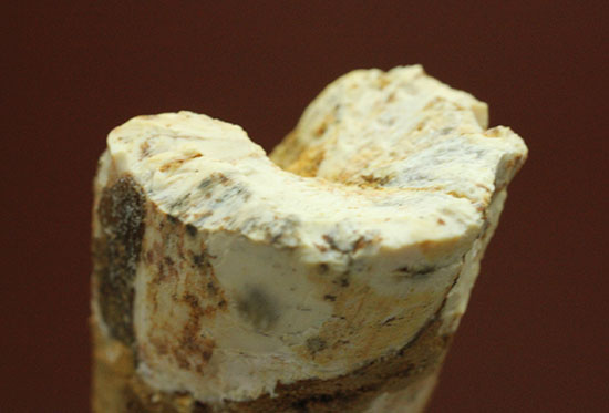 縦筋模様の特徴を良くとらえた、肉食恐竜スピノサウルスの歯化石(Spinosaurus)(その8)