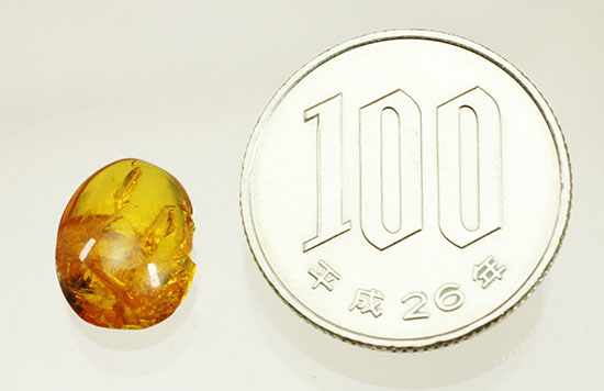 絶妙なポーズで虫が包まれています。ドミニカ産虫入り琥珀(Amber)(その11)