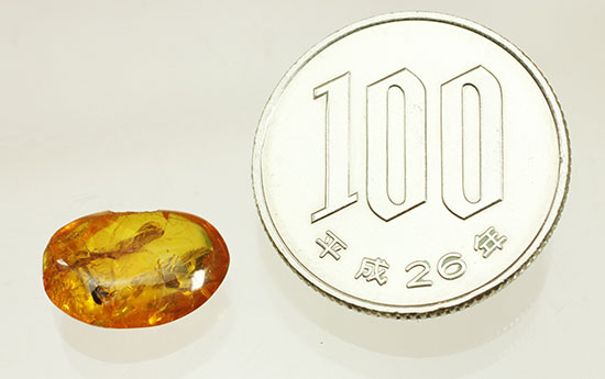絶妙なポーズで虫が包まれています。ドミニカ産虫入り琥珀(Amber)(その12)
