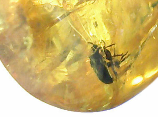 絶妙なポーズで虫が包まれています。ドミニカ産虫入り琥珀(Amber)(その2)