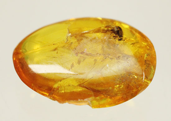 絶妙なポーズで虫が包まれています。ドミニカ産虫入り琥珀(Amber)(その3)