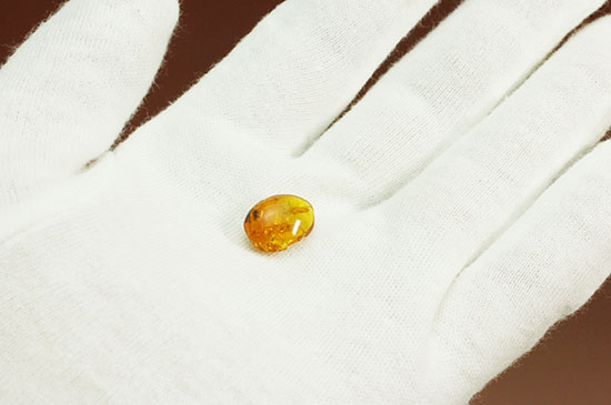 絶妙なポーズで虫が包まれています。ドミニカ産虫入り琥珀(Amber)(その5)