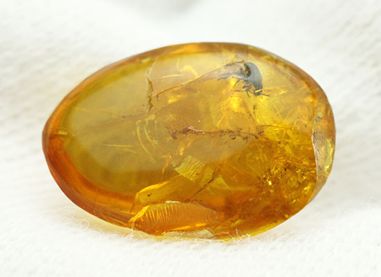 絶妙なポーズで虫が包まれています。ドミニカ産虫入り琥珀(Amber)(その6)