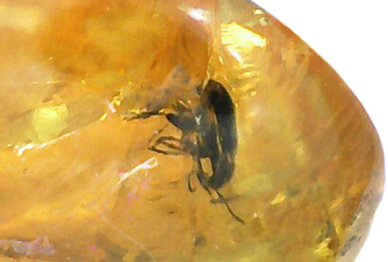絶妙なポーズで虫が包まれています。ドミニカ産虫入り琥珀(Amber)(その8)