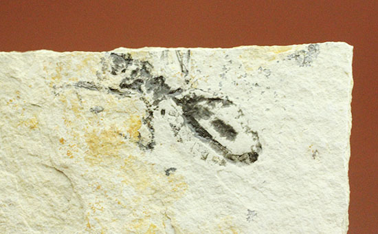 トンボの幼虫、ヤゴ化石（裏側に葉っぱの化石あり）（その12）