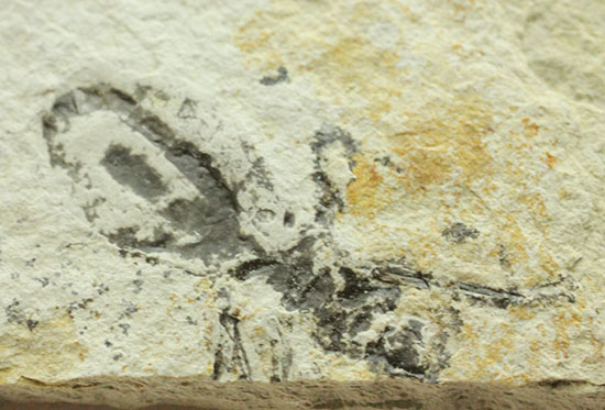 トンボの幼虫、ヤゴ化石（裏側に葉っぱの化石あり）/新生代第三紀（6500万 -- 260万年前）【ot817】