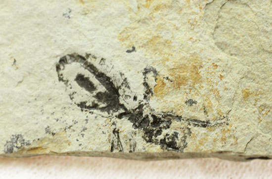 トンボの幼虫、ヤゴ化石（裏側に葉っぱの化石あり）/新生代第三紀（6500万 -- 260万年前）【ot817】