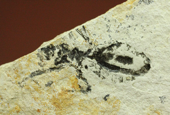トンボの幼虫、ヤゴ化石（裏側に葉っぱの化石あり）（その7）