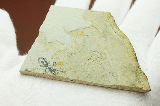 トンボの幼虫、ヤゴ化石（裏側に葉っぱの化石あり）（その9）